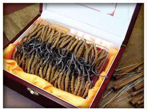 山阴冬虫夏草回收